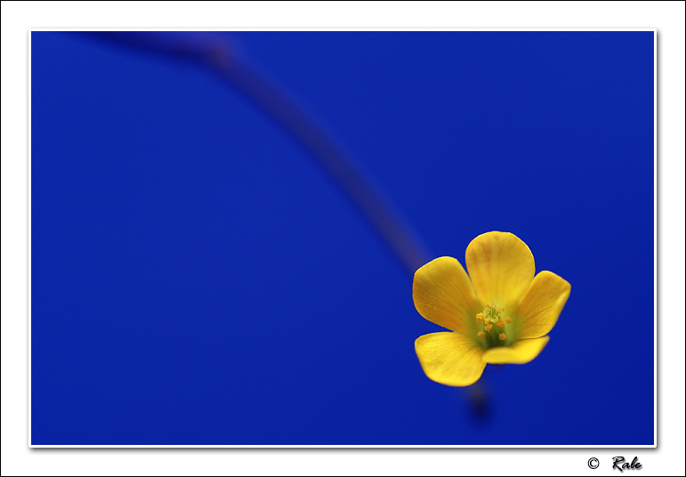 photo "yellow flower" tags: misc., 