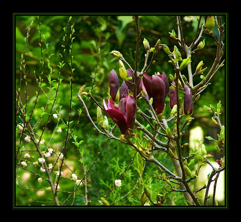 photo "It is time flowerings..." tags: nature, flowers