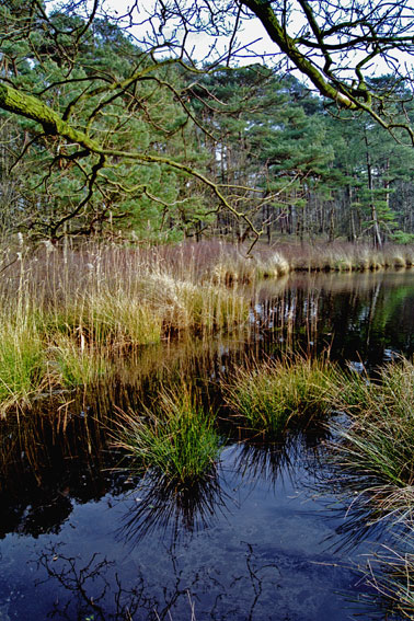 фото "calling nature II" метки: пейзаж, вода, лес