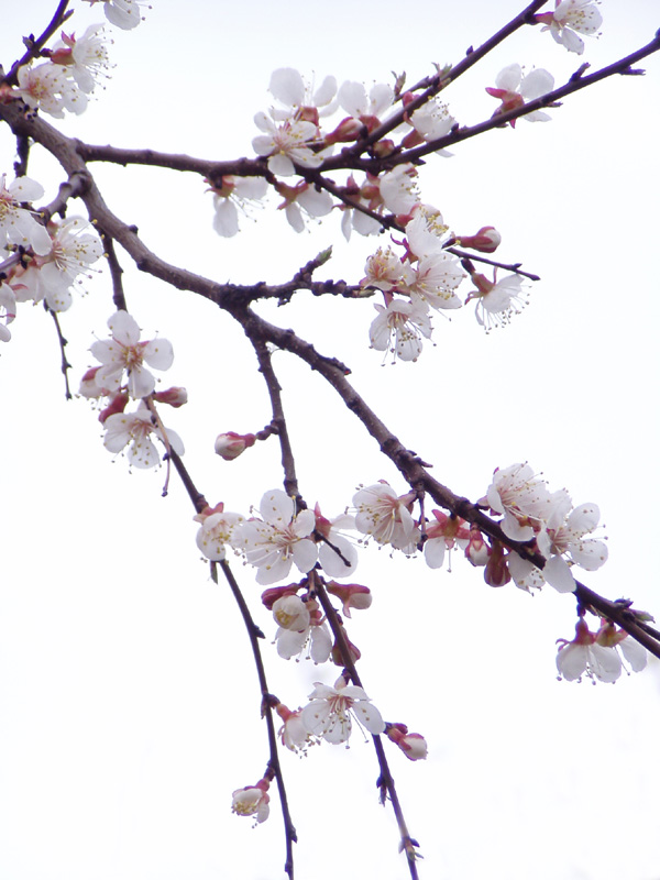 photo "Oriental cherry" tags: nature, flowers
