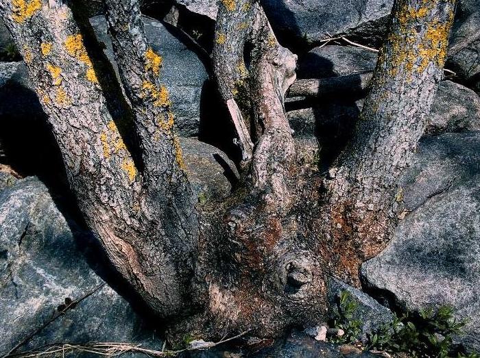 photo "Alive roots." tags: nature, flowers