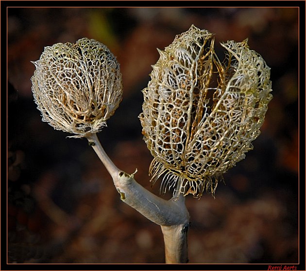 photo "cocon" tags: nature, macro and close-up, flowers