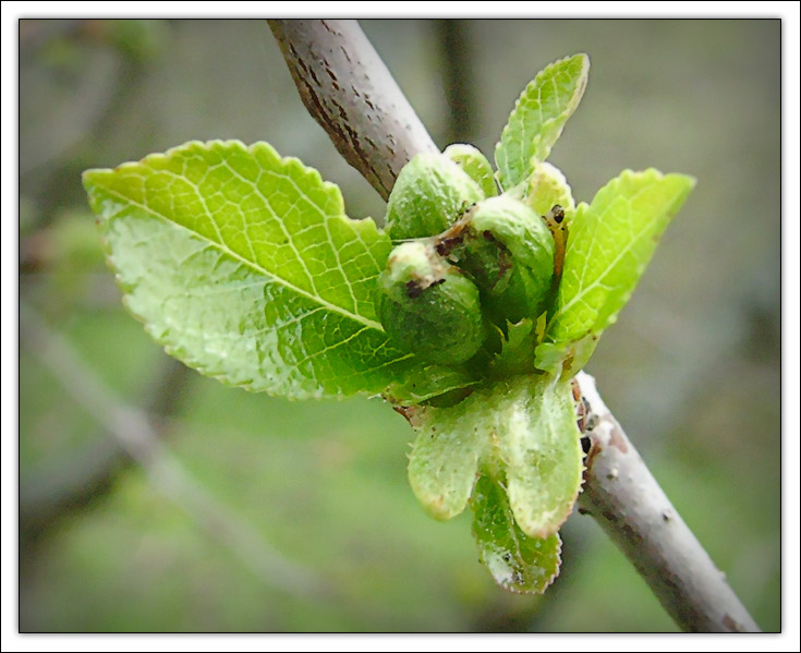 photo "Untitled photo" tags: macro and close-up, nature, flowers