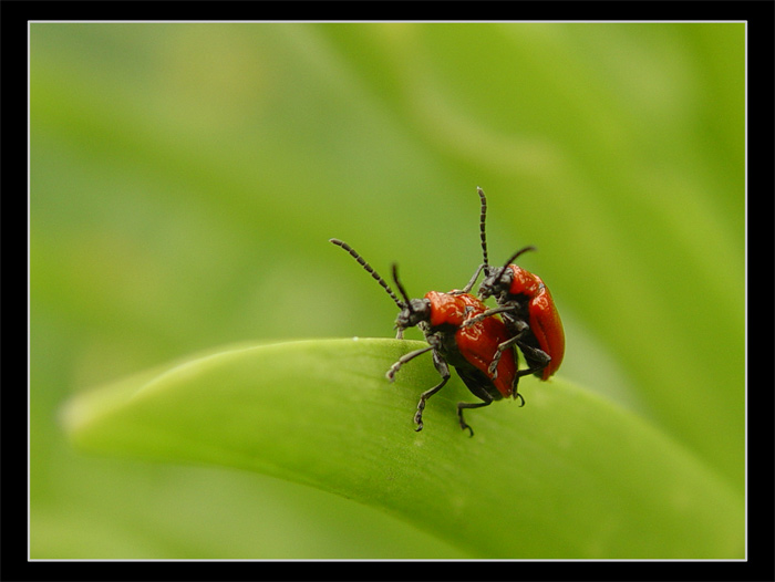 photo "Lovers" tags: macro and close-up, humor, 