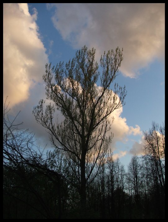 фото "spring tree" метки: пейзаж, весна, облака