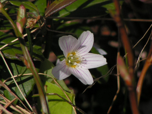 photo "White" tags: nature, flowers