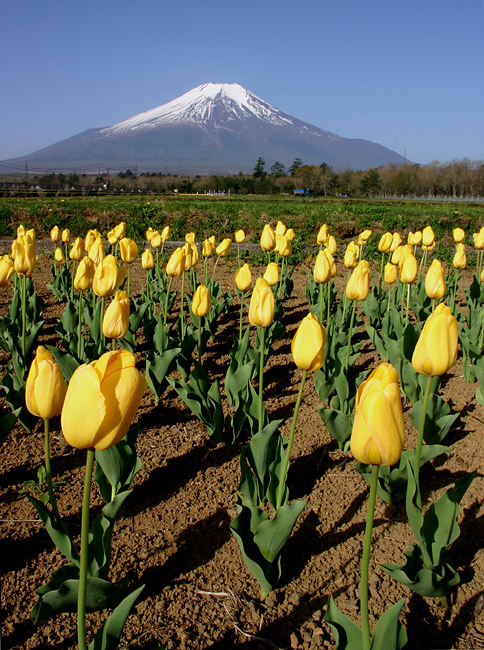 фото "Field of Yellow Tulips" метки: природа, пейзаж, горы, цветы