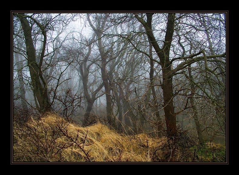 photo "Gloomy wood during a time of awakening..." tags: landscape, nature, forest