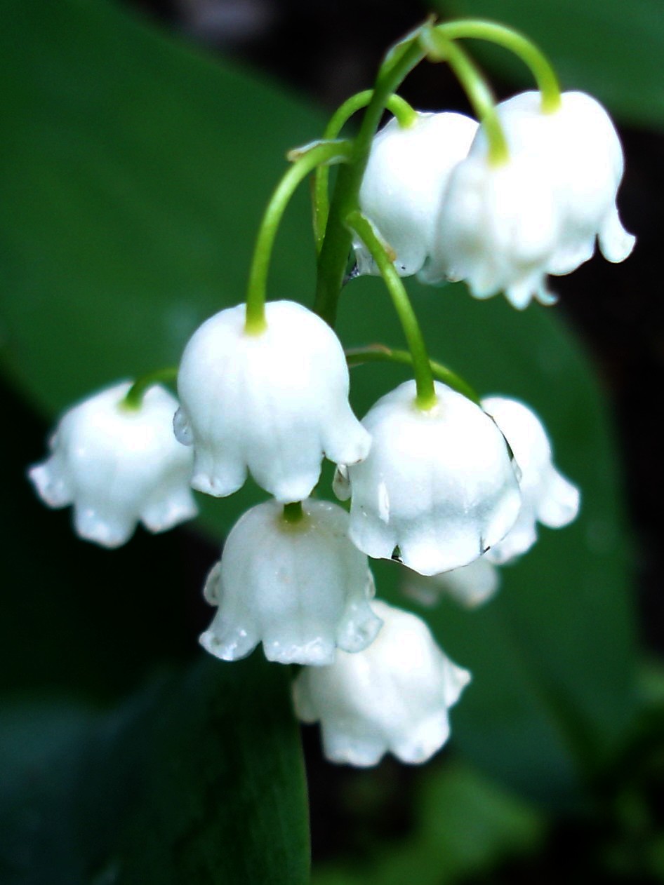 photo "lily of the valley" tags: nature, macro and close-up, flowers