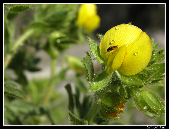 photo "Yellow Beauty and an Insect" tags: macro and close-up, nature, flowers