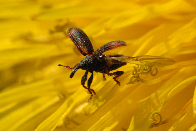 photo "*$*" tags: macro and close-up, 