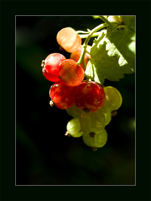 фото "Янтарная ягода" метки: природа, цветы