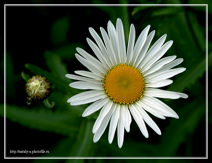 photo "Untitled photo" tags: macro and close-up, nature, flowers