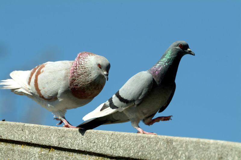 photo "my girlfriend..." tags: nature, pets/farm animals