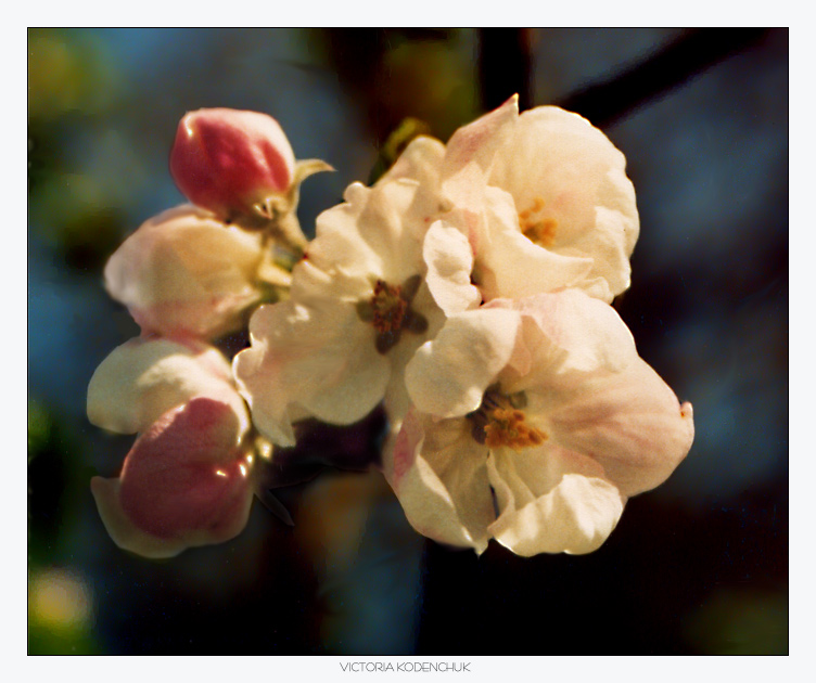 photo "Spring" tags: macro and close-up, 