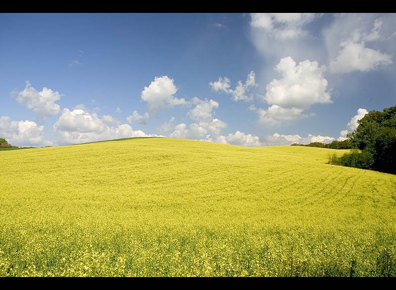 photo "Yellow Fields" tags: landscape, spring