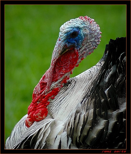 фото "my new make-up" метки: природа, домашние животные
