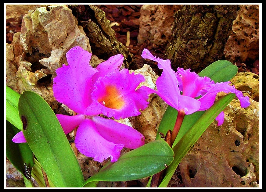 photo "Paper Rock Sissors" tags: nature, travel, Europe, flowers