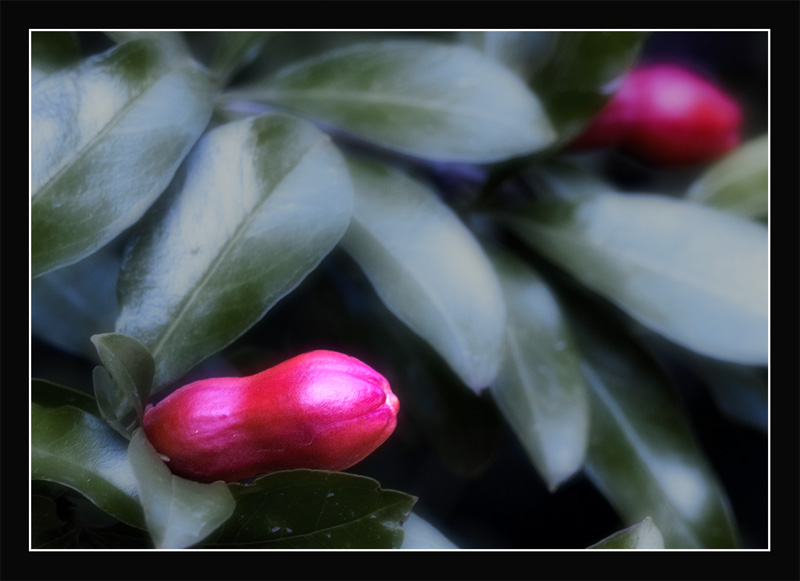 photo "Flower of a pomegranate" tags: misc., nature, flowers