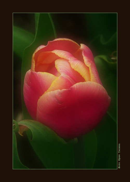 фото "Тюльпан" метки: природа, макро и крупный план, цветы