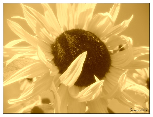 фото "sunflowers" метки: природа, цветы