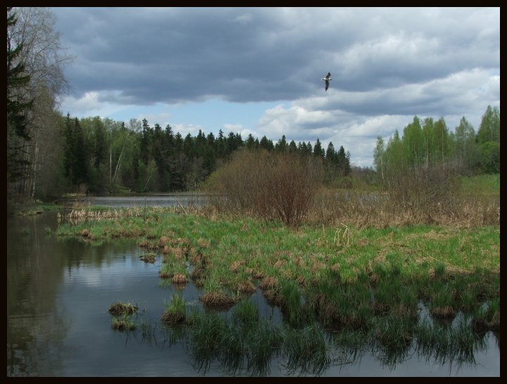 photo "Moody Landscape With Alone Bird" tags: landscape, spring, water