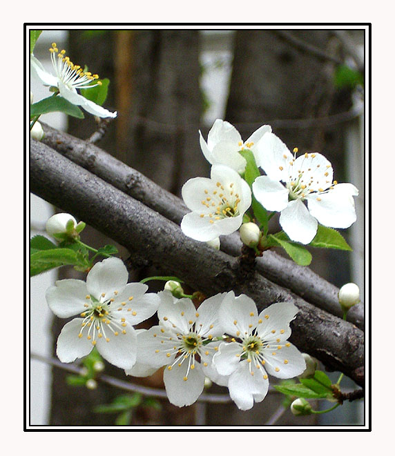 photo "Once again about Spring" tags: nature, flowers