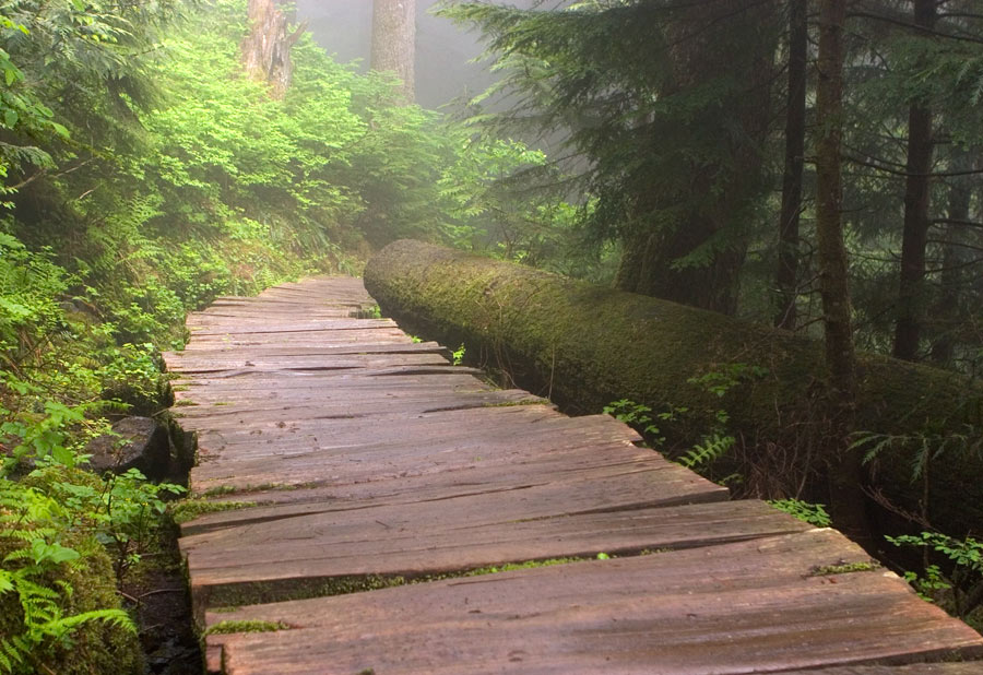 photo "Enough Said" tags: landscape, forest
