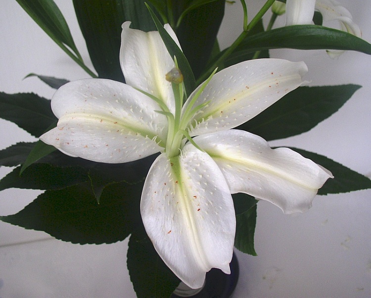 photo "A Lily from Lily" tags: nature, macro and close-up, flowers
