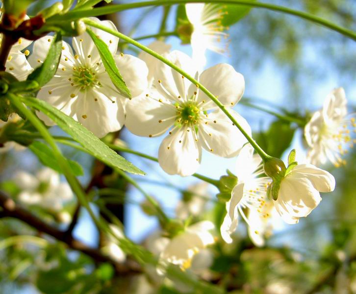 photo "Spring light" tags: nature, macro and close-up, flowers