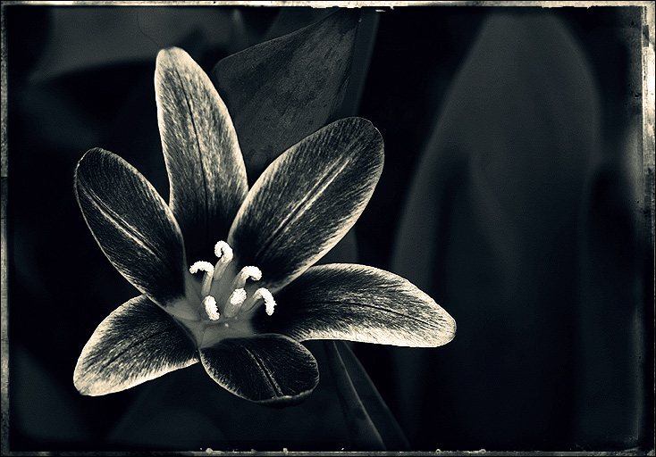 photo "la tulipe en argent" tags: still life, nature, flowers