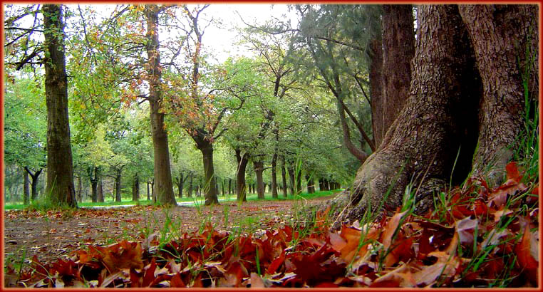 фото "yesterday morning..." метки: пейзаж, лес, осень