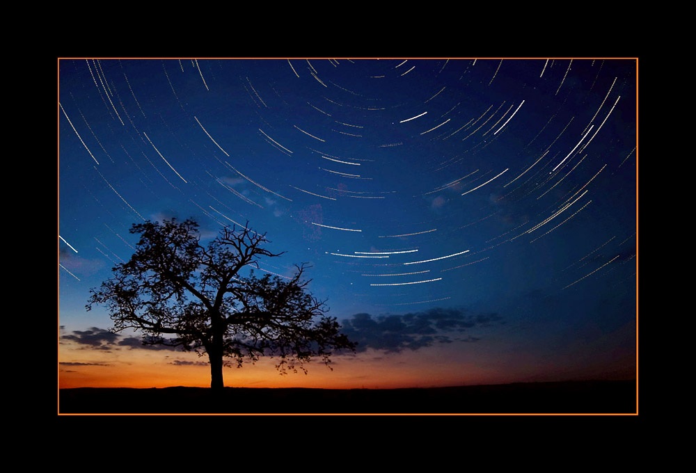 photo "- One hour from the life of the Tree -" tags: nature, landscape, flowers, night