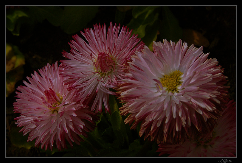 photo "Trio" tags: nature, flowers