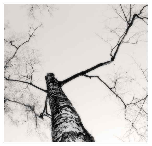 photo "Ceiling in cracks" tags: nature, abstract, 