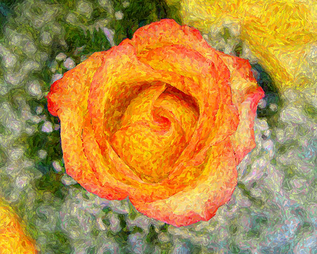 photo "Another Rose" tags: nature, montage, flowers