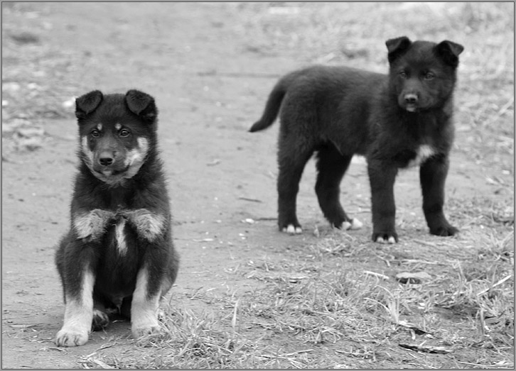 photo "*****" tags: black&white, nature, pets/farm animals