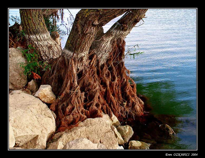 фото "water level" метки: пейзаж, вода, лес