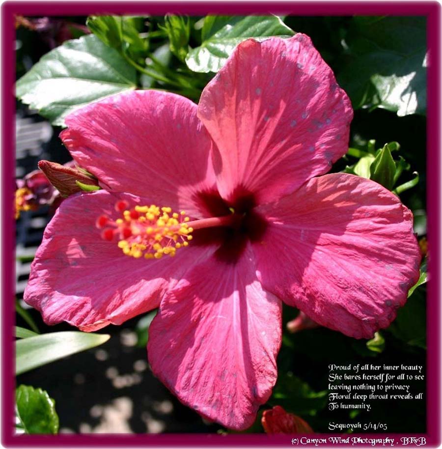 photo "Betty Beck's Poetry Flower !" tags: nature, macro and close-up, flowers