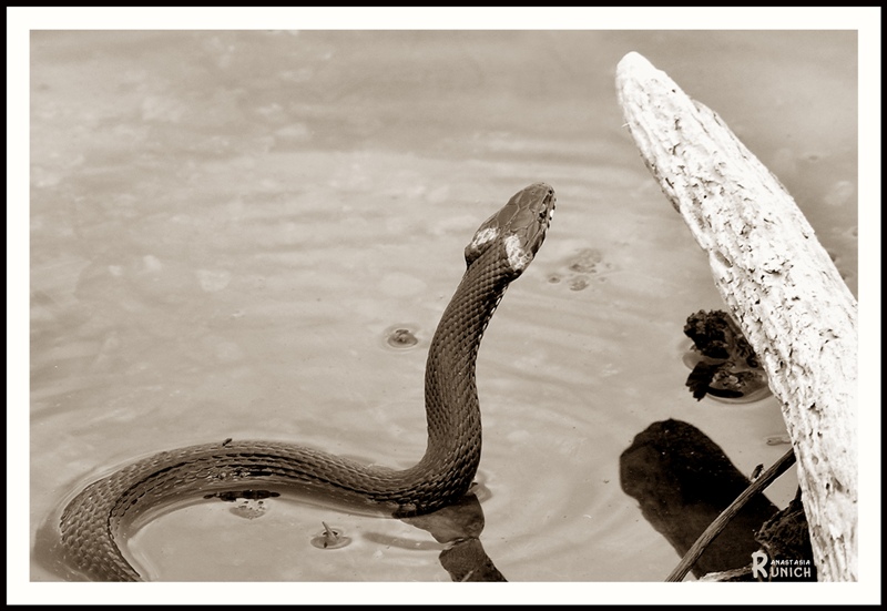 photo "turn his sight" tags: nature, wild animals