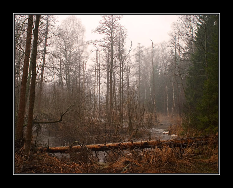 photo "Dangerzone" tags: landscape, forest, water