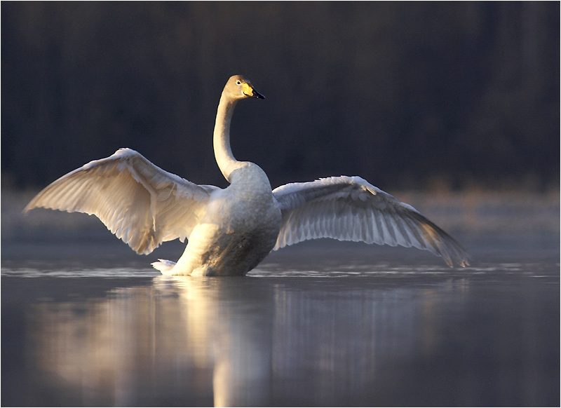 photo "With open wings" tags: nature, wild animals