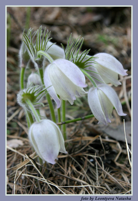 photo "Snowdrops" tags: nature, macro and close-up, flowers