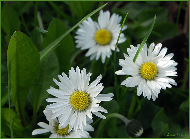 photo "I like camomiles :o)" tags: macro and close-up, 