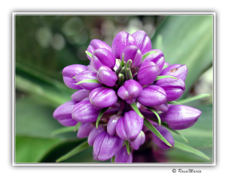 photo "Lilac" tags: macro and close-up, nature, flowers