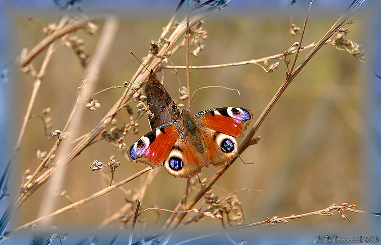 photo "The peacock eye." tags: nature, macro and close-up, insect