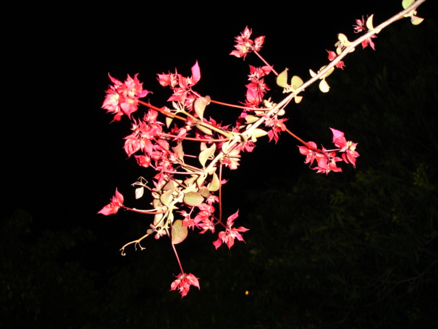 photo "young bouganvilia at night" tags: misc., nature, flowers