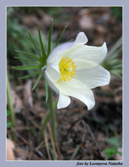 photo "Snowdrop" tags: macro and close-up, nature, flowers