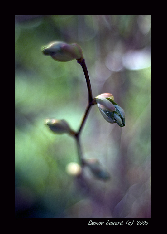 photo "Wonder Of Birth" tags: macro and close-up, 