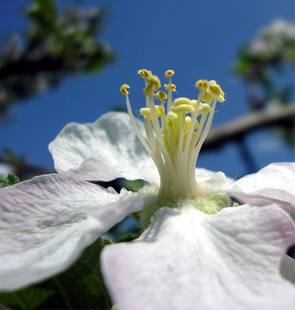 фото "весна" метки: природа, макро и крупный план, цветы